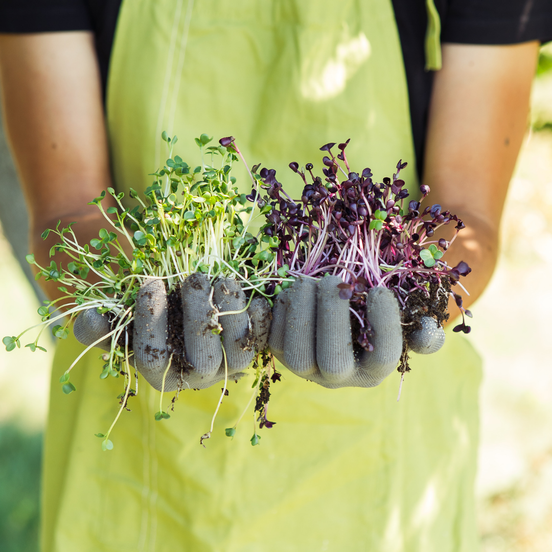 Worker offering microgreens by the handful