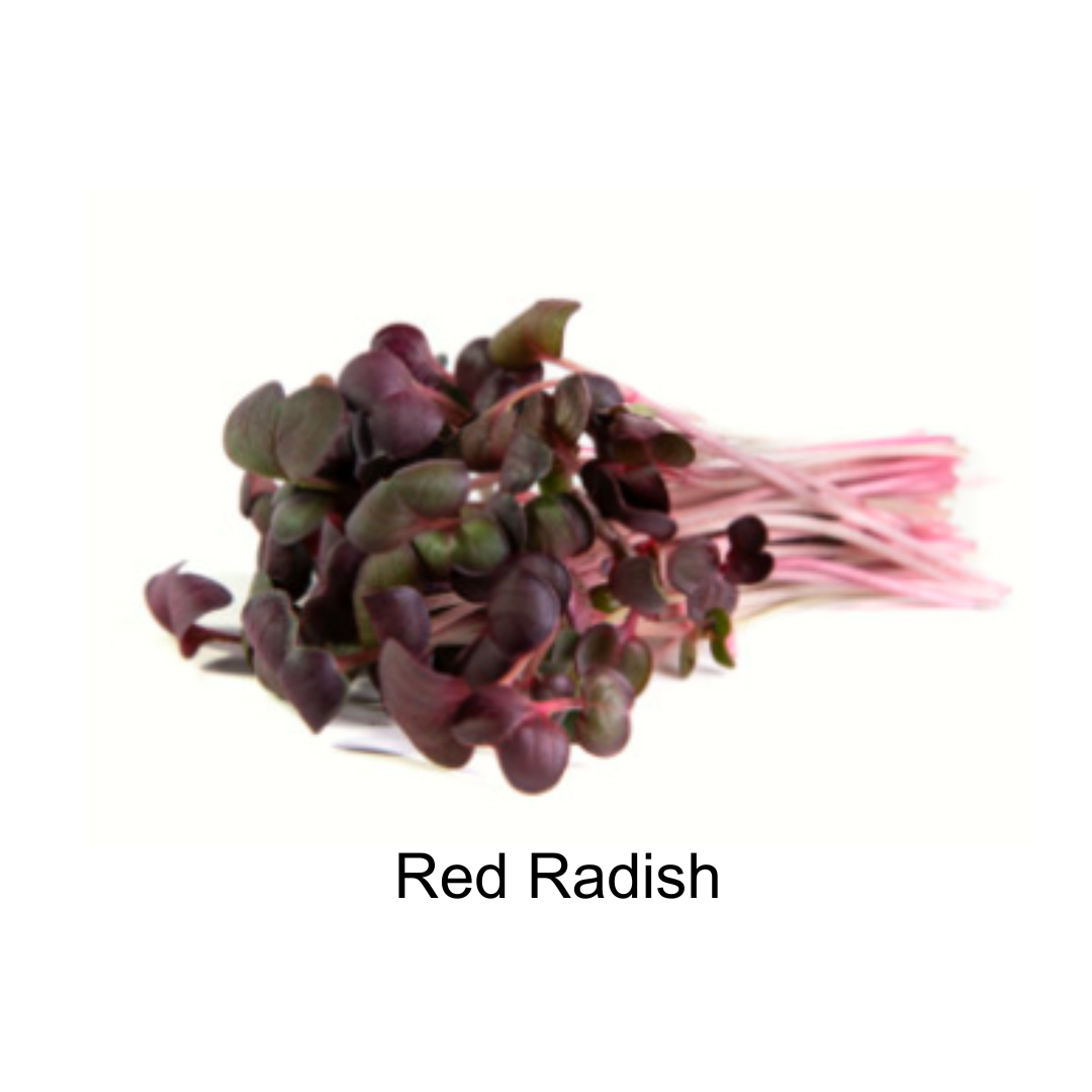 Red Radish Micros