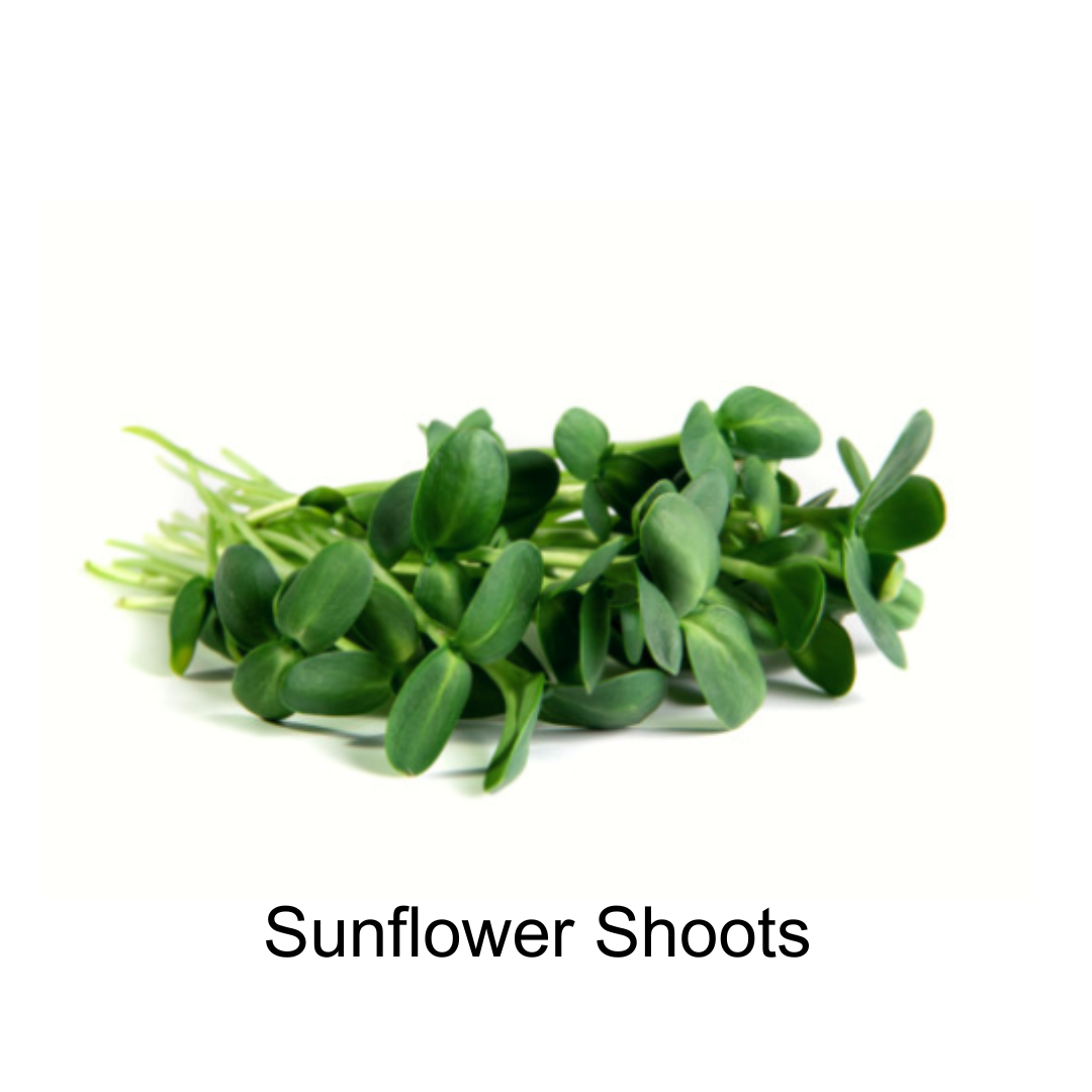 Sunflower Shoots